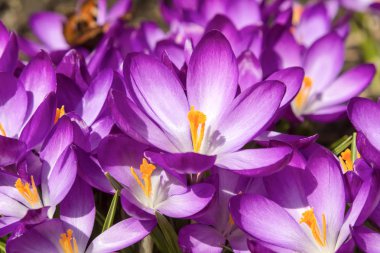 İlkbaharda timsahlar