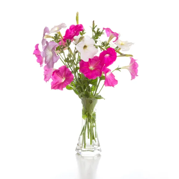 Bouquet de pétunias roses — Photo