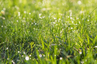 Bahar güneşli sabah