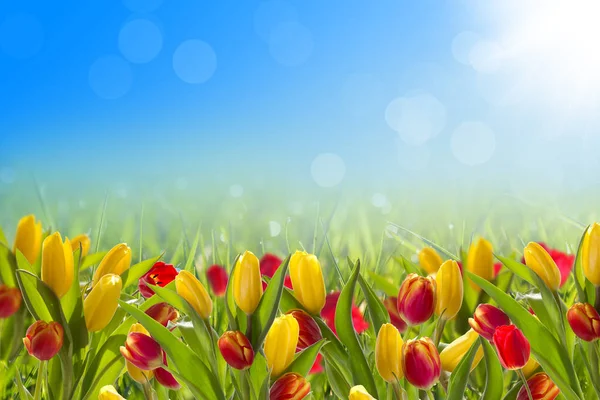 Ansichtkaart met lente tulpen — Stockfoto
