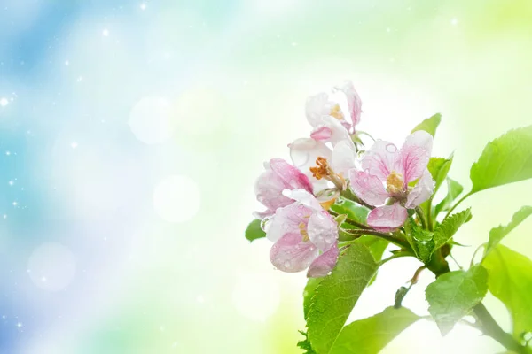 Flowering apple tree — Stock Photo, Image