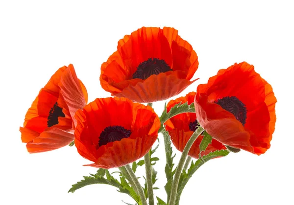 Der Strauß roter Mohnblumen. — Stockfoto