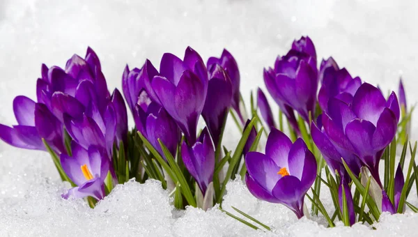 Crocuses in spring Royalty Free Stock Images