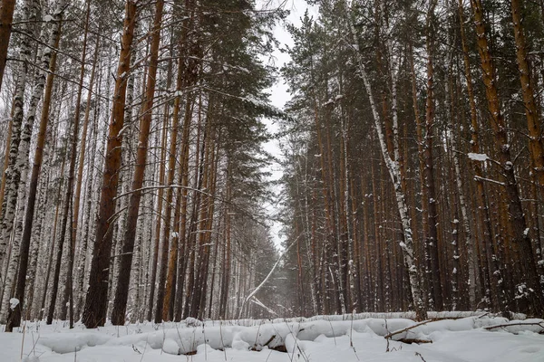 Зима в лісі — Безкоштовне стокове фото