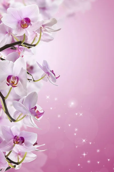 Розовый орхидея . — стоковое фото