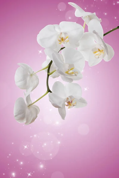 Flores de orquídeas blancas — Foto de Stock