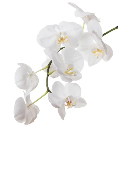 Flores de orquídeas blancas — Foto de Stock