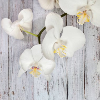 Çiçekler beyaz orkide