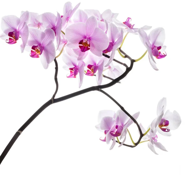 Pink orchid flower. — Stock Photo, Image