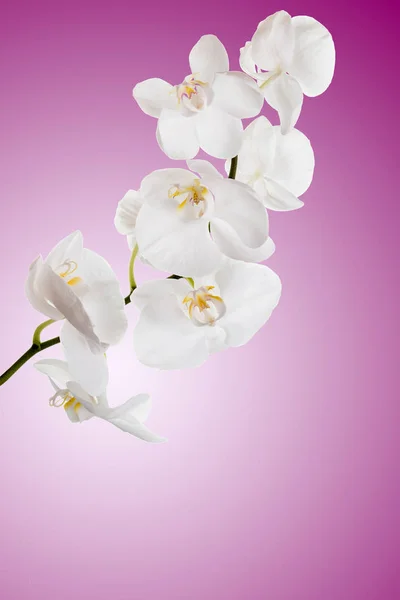 Flores de orquídeas blancas — Foto de Stock