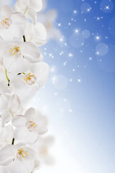 Květiny bílé orchideje — Stock fotografie