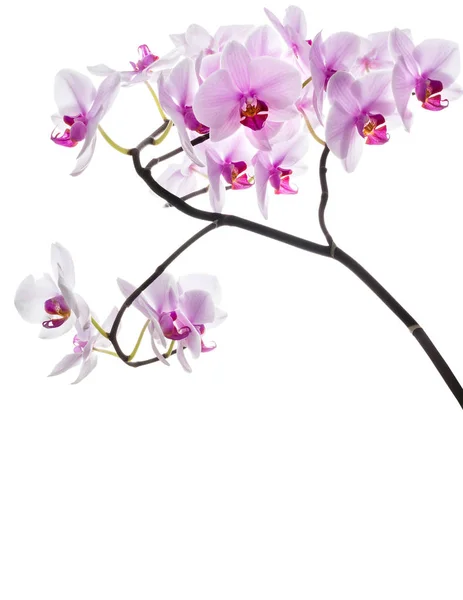 Pembe orkide çiçeği.. — Stok fotoğraf