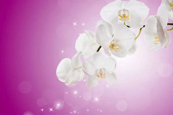 Blüten weißer Orchideen — Stockfoto