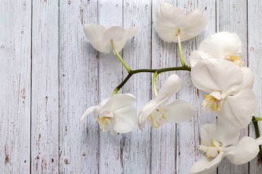 Çiçekler beyaz orkide