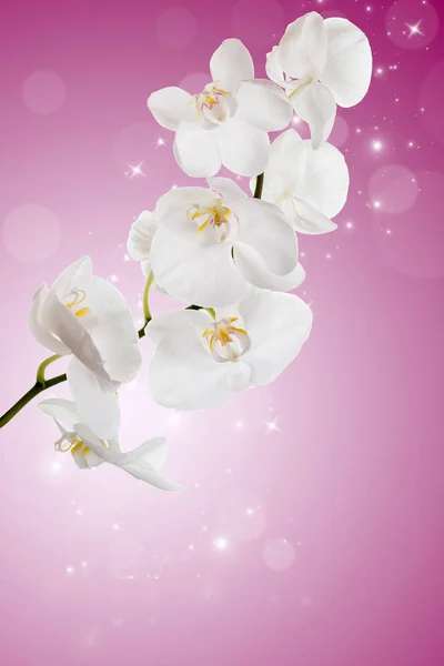 Flowers of white orchids — Stock Photo, Image
