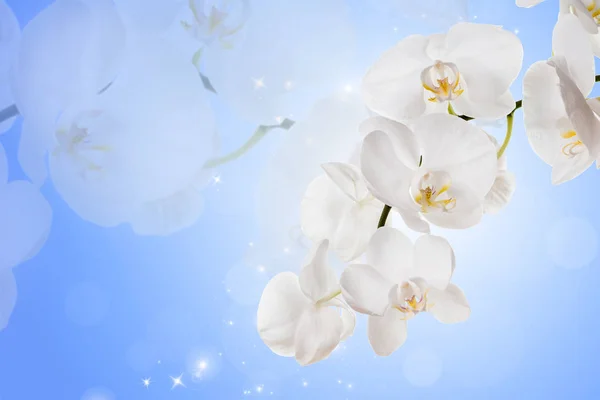 Blommor vita orkidéer — Stockfoto