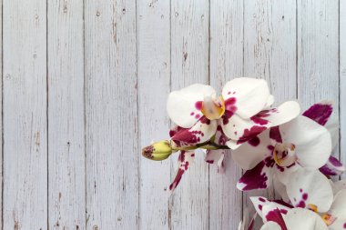 Çiçekler beyaz orkide