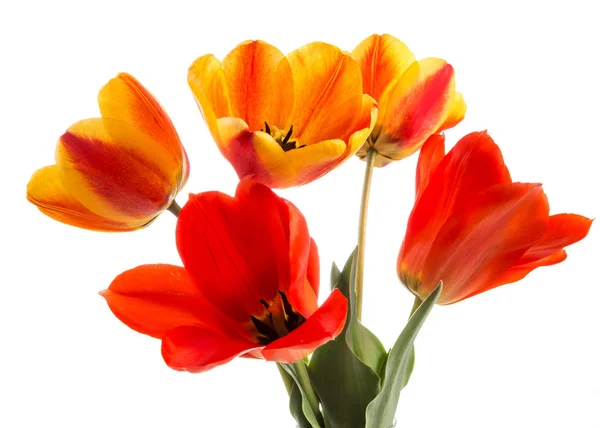 Bouquet of red tulips Stock Picture