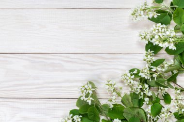 Bir kuş kiraz görüntü