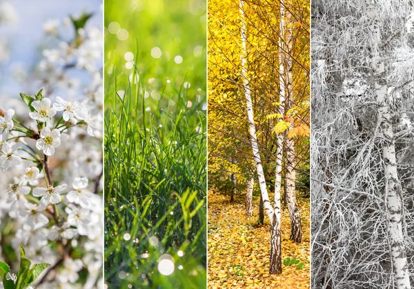 Collage of four seasons