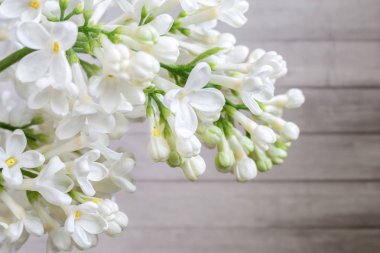 Leylak tüm dalları görüntüsünü.