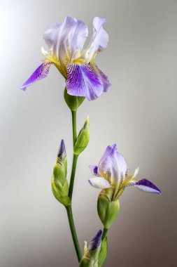 Iris ile görüntü.