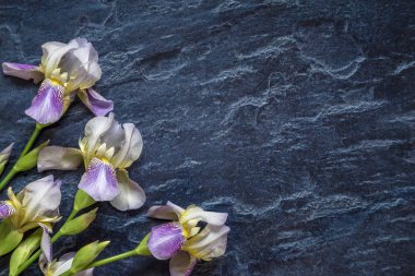 Iris ile görüntü.