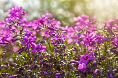 Phloxes ile görüntü