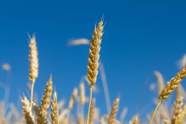 Уши пшеницы — стоковое фото