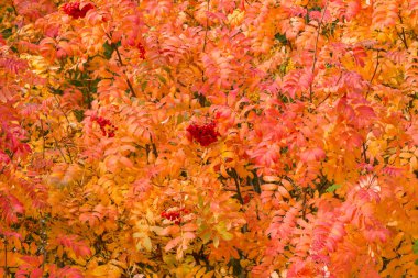 Sonbahar ile görüntü.