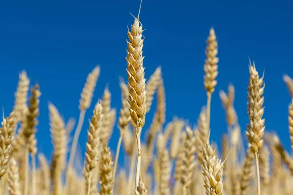 Ears of wheat Royalty Free Stock Images