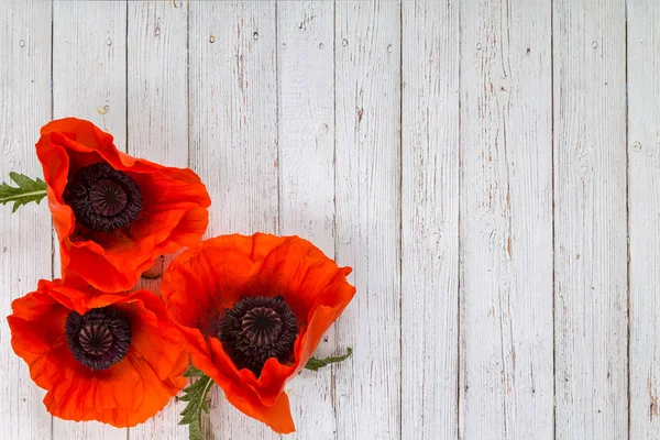 Picture with poppies — Stock Photo, Image