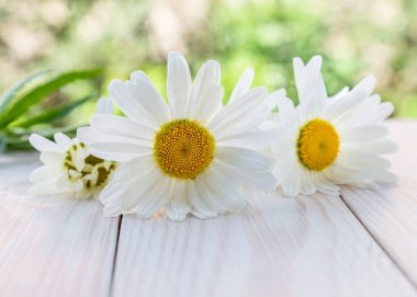 Papatyalı görüntü.