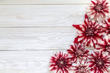 Yıldızçiçekleri resimle.