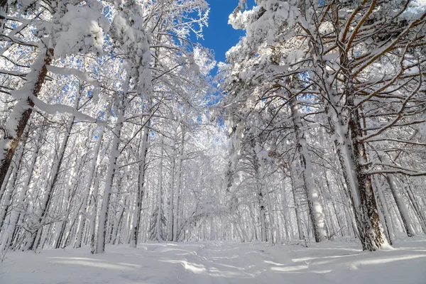 Invierno en las montañas — Foto de Stock