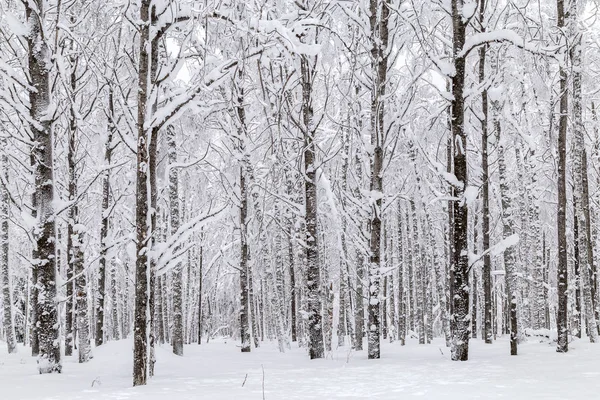 Winter in de bergen — Gratis stockfoto