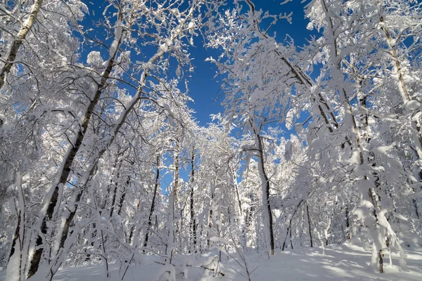 Iarna în munți — Fotografie, imagine de stoc