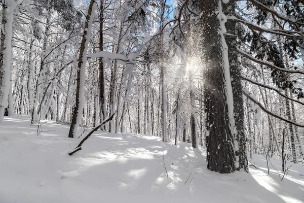 Iarna în munți — Fotografie, imagine de stoc