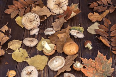 Mantarlı görüntü.