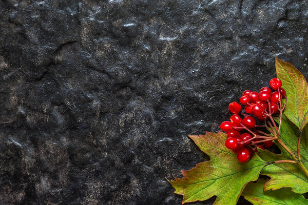 Image with a viburnum.