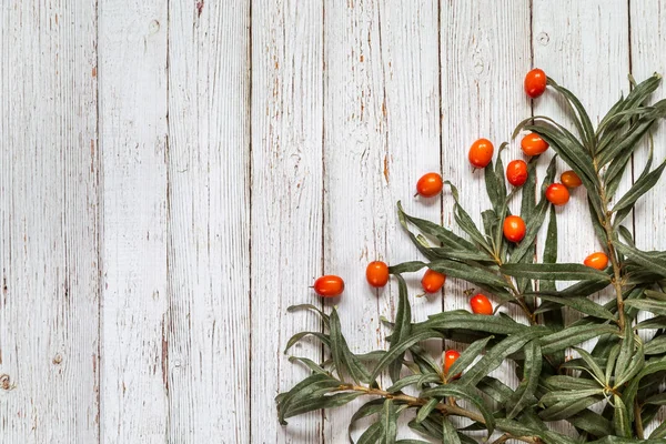 Deniz topalak resimle.