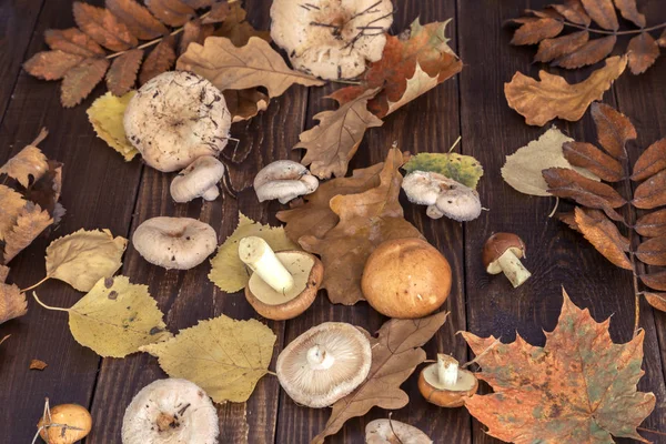 Mantarlı görüntü.