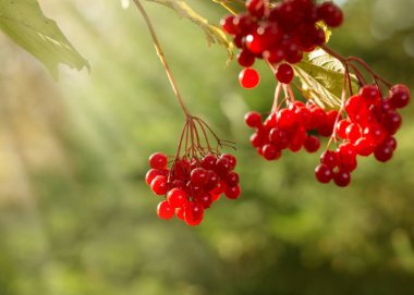 Kırmızı kartopu Şubesi.