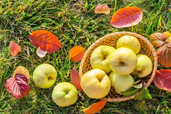 Фото с яблоками . — стоковое фото
