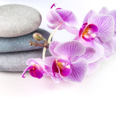 Pembe orkide çiçeği..