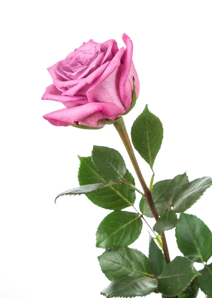 Obrázek s růží — Stock fotografie