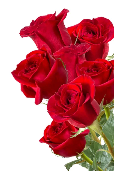 Εικόνα με κόκκινα τριαντάφυλλα. — Φωτογραφία Αρχείου