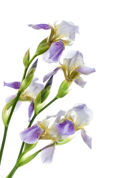 Iris ile görüntü. — Stok fotoğraf