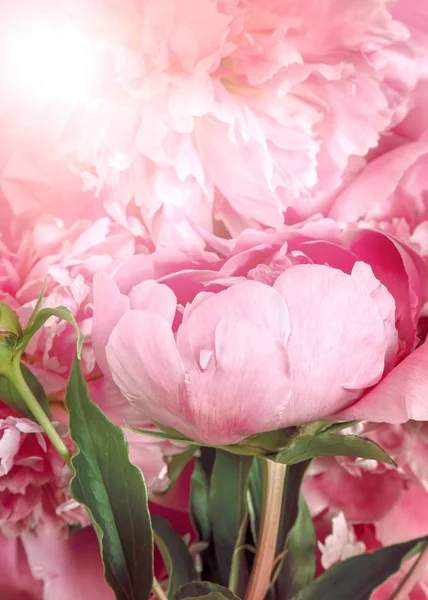 Picture with peonies — Stock Photo, Image