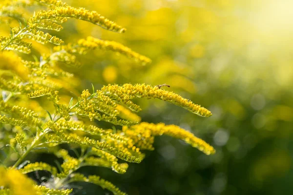 Sarı çiçek resim.